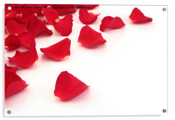 Red rose petals Acrylic by Peter Hatter