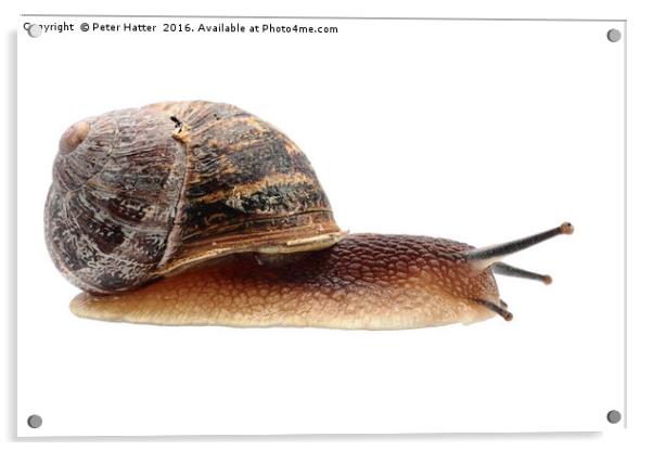 Garden Snail Acrylic by Peter Hatter