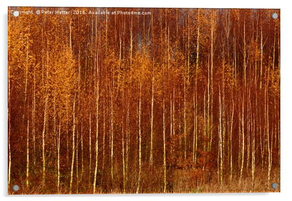 Colourful Autumn Trees Acrylic by Peter Hatter