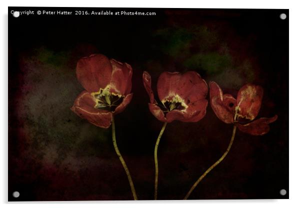 Three Red Tulips Acrylic by Peter Hatter