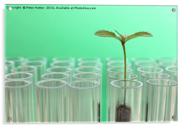 Seedling in a Test Tube. Acrylic by Peter Hatter