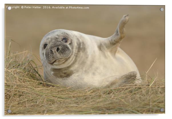 Grey Seal pup. Acrylic by Peter Hatter