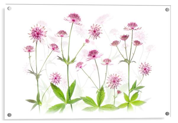 Astrantia Pink Flowers Acrylic by Jacky Parker