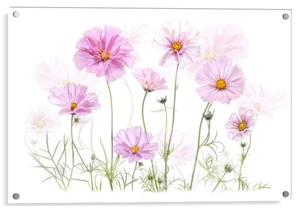 Pink Cosmos Flowers Acrylic by Jacky Parker