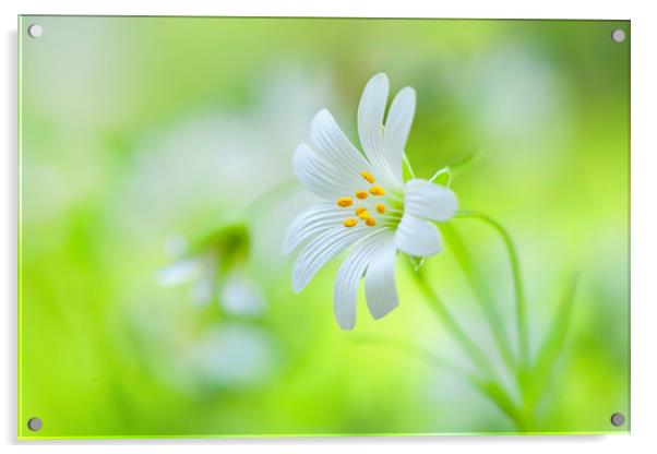 Greater Stitchwort white spring flowers Acrylic by Jacky Parker