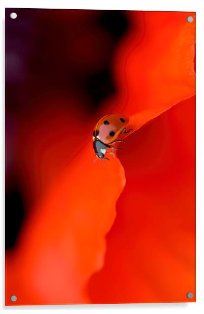 Lady in Red Acrylic by Jacky Parker