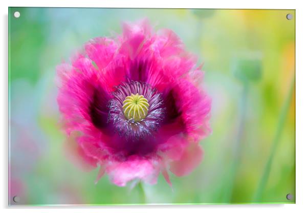 Pink Opium Poppy Acrylic by Jacky Parker