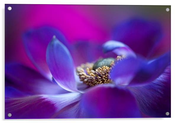 Purple Windflower Acrylic by Jacky Parker