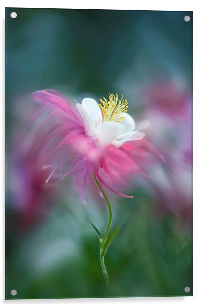 Columbine Pink Spring Flower  Acrylic by Jacky Parker