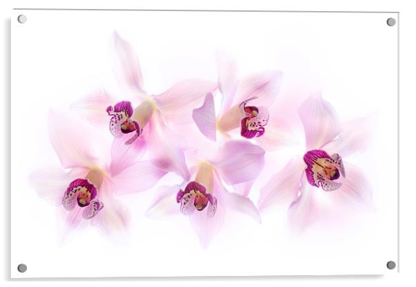 Soft Pink Orchids Acrylic by Jacky Parker
