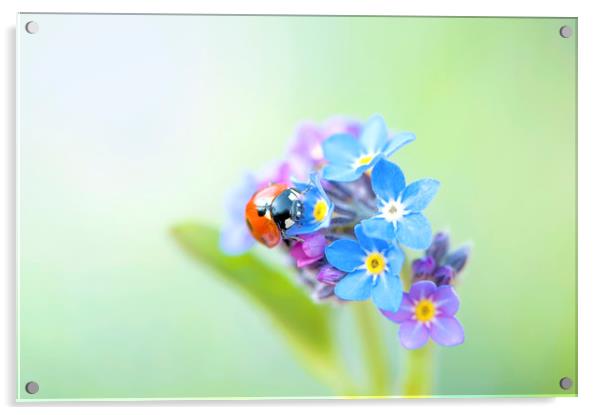 Ladybird on a Forget-me-not Flower Acrylic by Jacky Parker