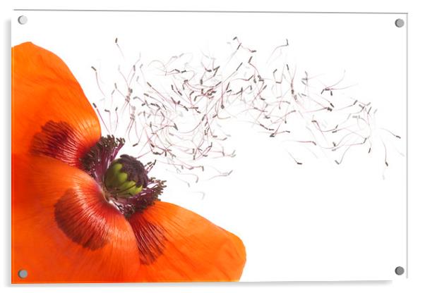 Red Oriental Poppy Acrylic by Jacky Parker