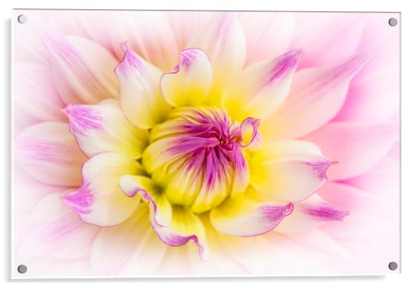 Pink Dahlia Flower Acrylic by Jacky Parker