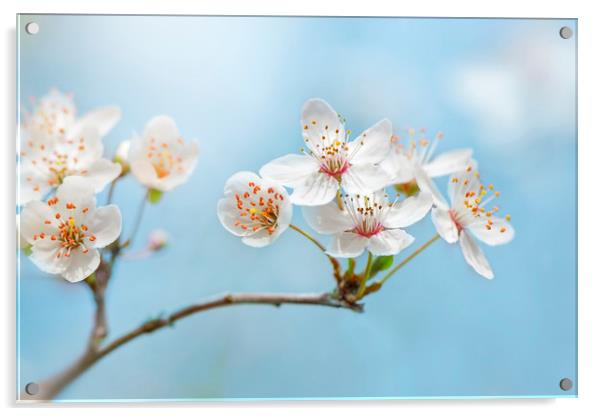Wild Cherry Blossom Acrylic by Jacky Parker
