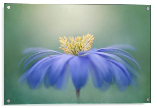 Winter Windflower Acrylic by Jacky Parker