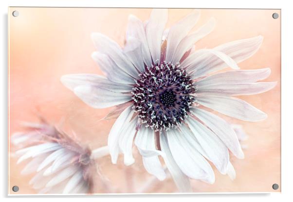 Purple African Thistle Flower Acrylic by Jacky Parker