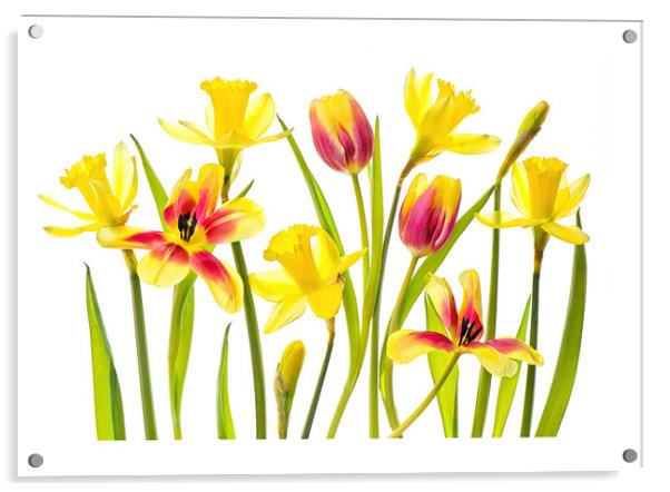 Spring Flora Acrylic by Jacky Parker