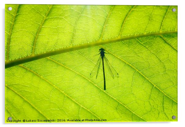 Dragonfly on green leaf Acrylic by Łukasz Szczepański