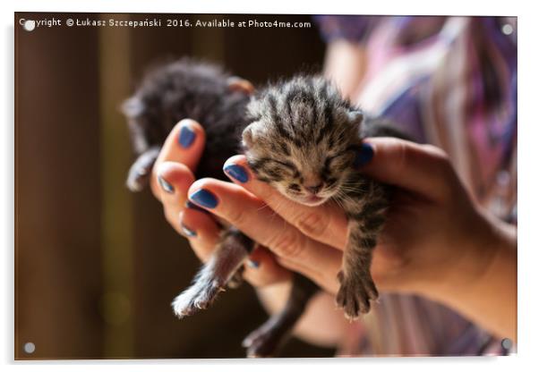 Newborn kitty on human's hand Acrylic by Łukasz Szczepański