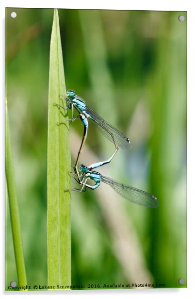 Closeup of green dragonfly copulating Acrylic by Łukasz Szczepański