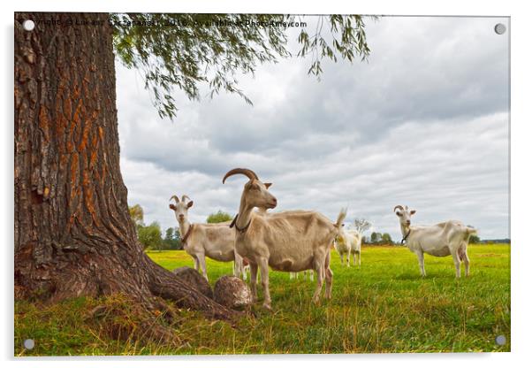 Three goats on green pasture Acrylic by Łukasz Szczepański