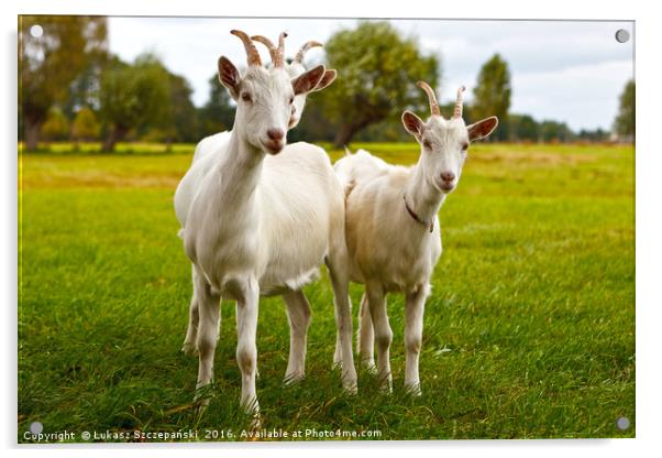 Three goats on green pasture Acrylic by Łukasz Szczepański
