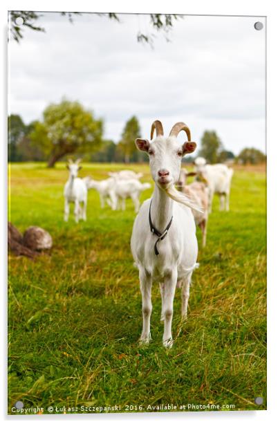 Domestic goats on green pasture Acrylic by Łukasz Szczepański