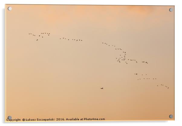Flock of birds ans plane against orange sky Acrylic by Łukasz Szczepański