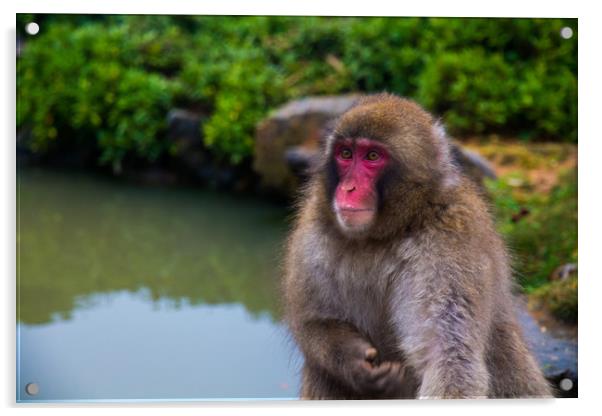 Japanese macaque (snow monkey), Kyoto, Japan. Acrylic by Kevin Livingstone