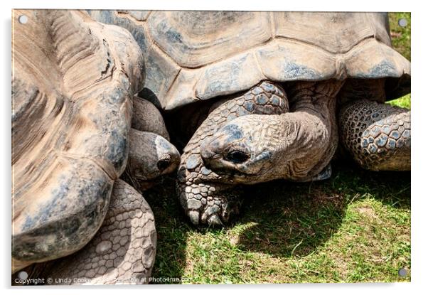 Giant tortoises Acrylic by Linda Cooke