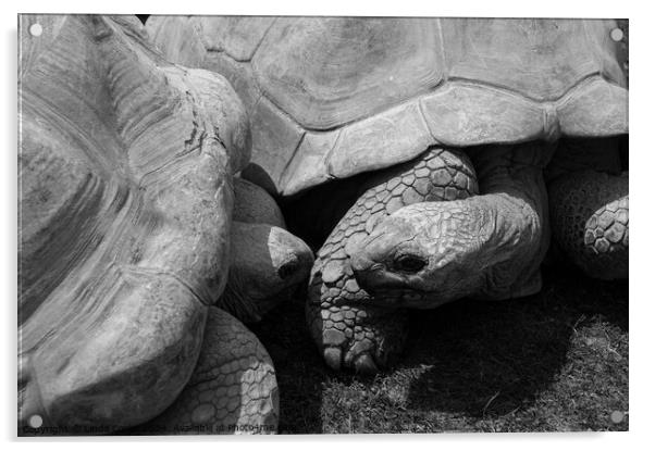 Giant Tortoises Acrylic by Linda Cooke