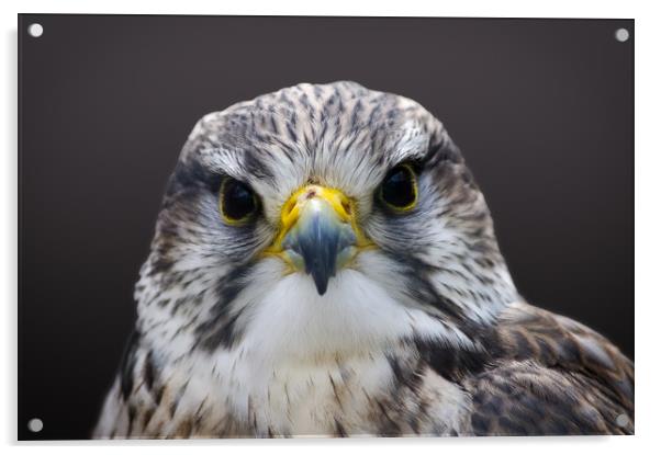 Saker falcon Acrylic by Linda Cooke