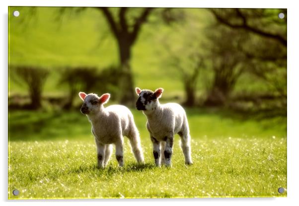 Two lambs Acrylic by Linda Cooke