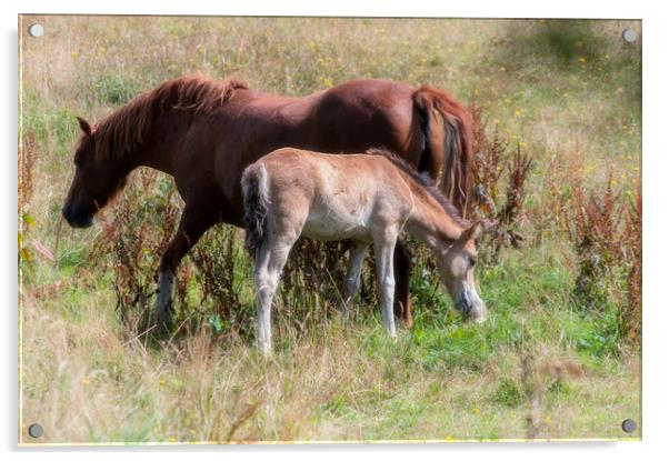 Mare and foal Acrylic by Linda Cooke