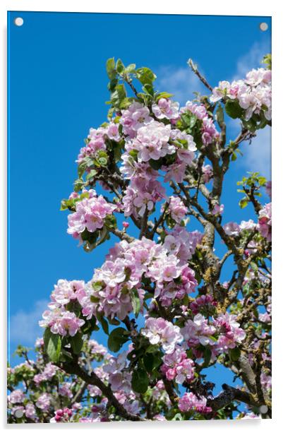 Apple blossom in April Acrylic by Linda Cooke