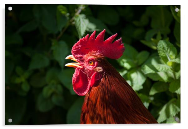 Red cockerel head shot. Acrylic by Linda Cooke
