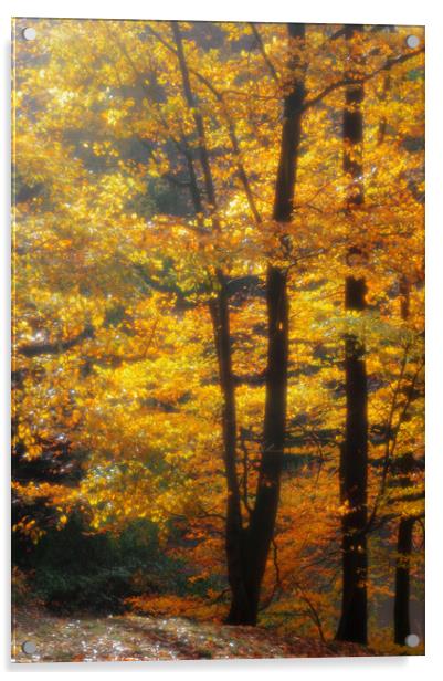Autumn in the Beechwood Acrylic by Linda Cooke