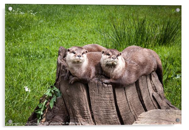 Eurasian Otters Acrylic by Linda Cooke