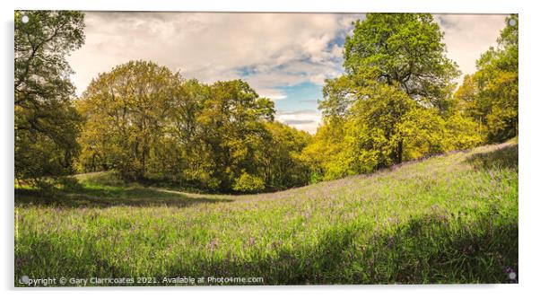 A Bluebell Woodland Pano Acrylic by Gary Clarricoates