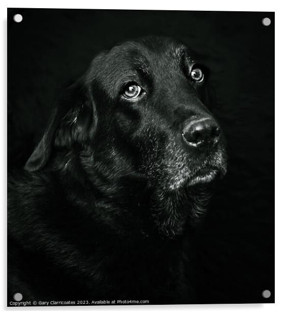 Black Labrador Acrylic by Gary Clarricoates
