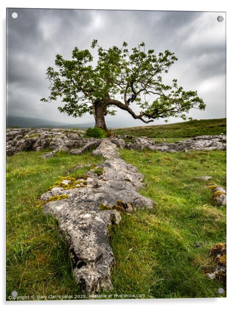 The Limestone Tree Acrylic by Gary Clarricoates