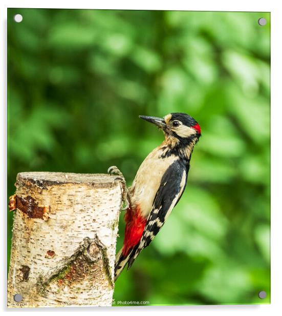 Greater Spotted Woodpecker Acrylic by Gary Clarricoates