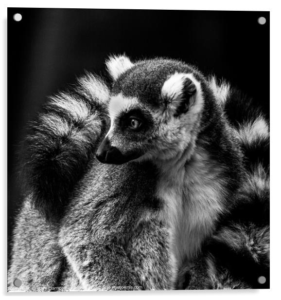 The Cold Lemur Acrylic by Gary Clarricoates