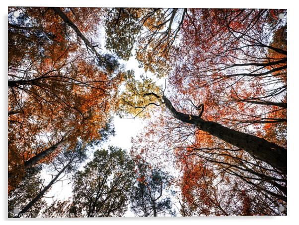 Northumberland Woodland in Autumn Acrylic by Gary Clarricoates