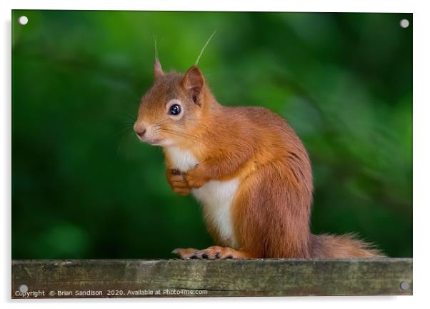 Red Squirrel Acrylic by Brian Sandison