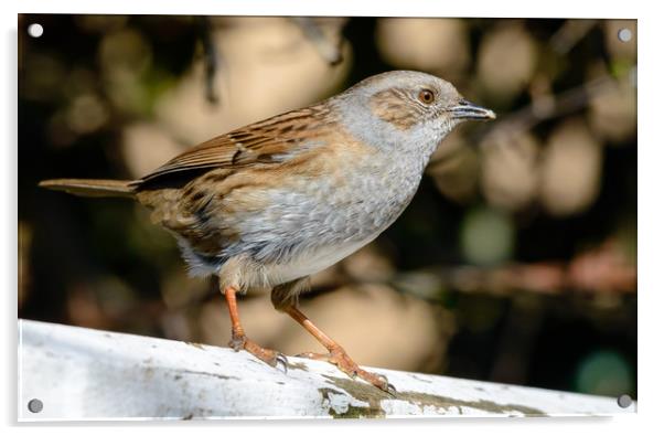 Spring Dunnock Acrylic by Mike Cave