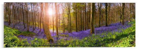 Sunlight illuminates peaceful bluebell woods Acrylic by Alan Hill