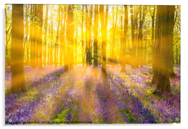 Sunshine streams through bluebell woods Acrylic by Alan Hill