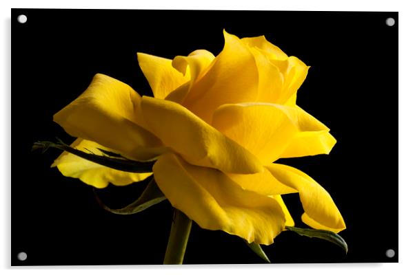 Rose isolated on a black background Acrylic by Alan Hill