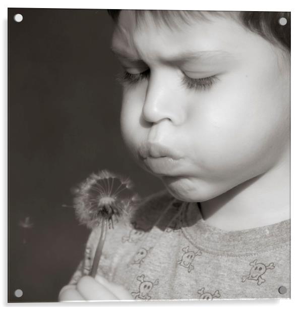  A boy blowing dandelion seeds Acrylic by Alan Hill